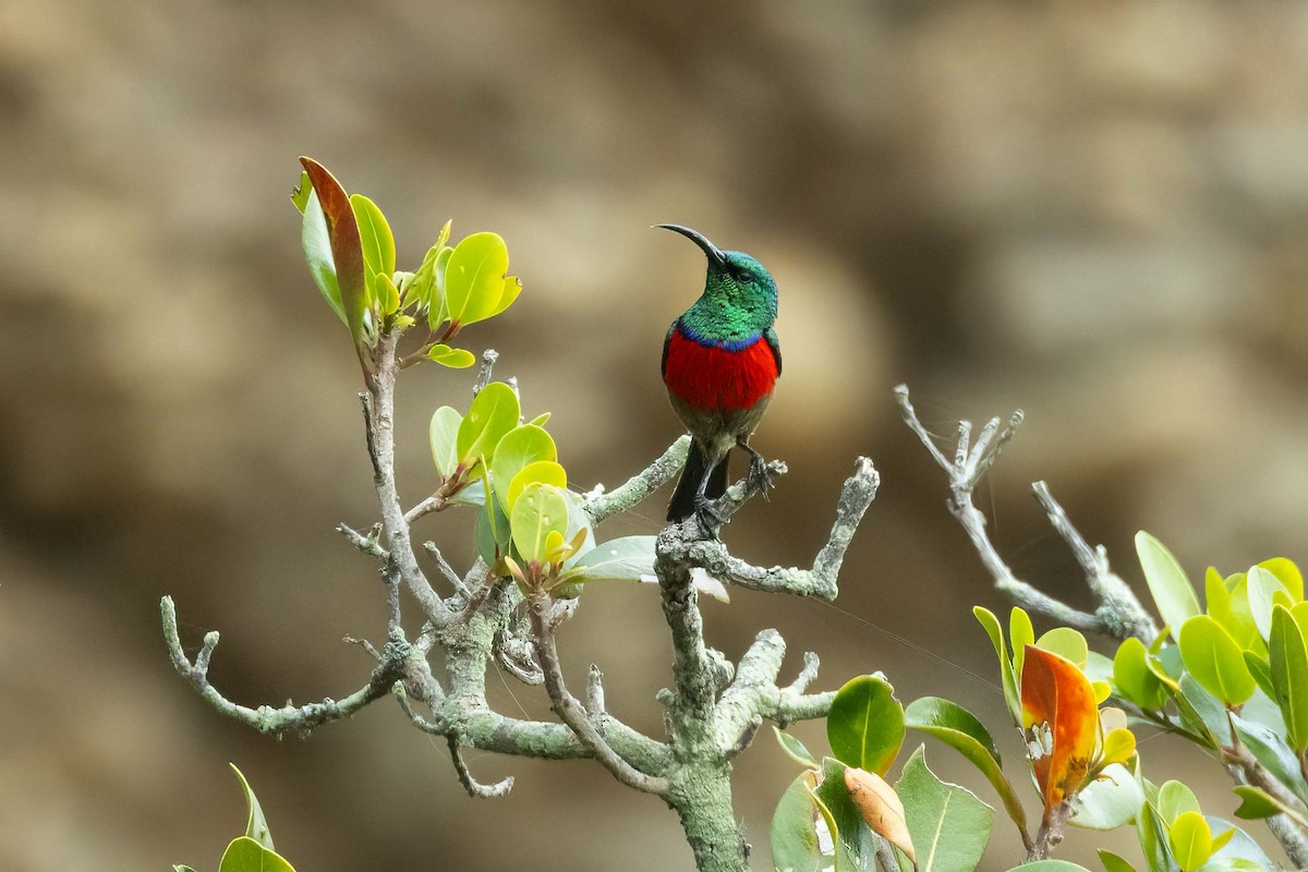 Greater Double-collared Sunbird - ML642724779