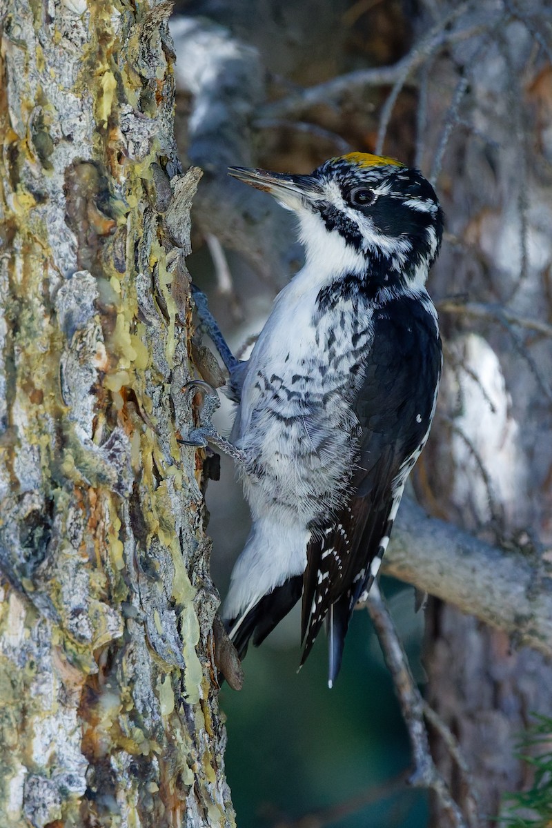 American Three-toed Woodpecker - ML642724818