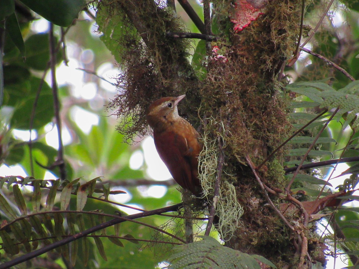 Ruddy Treerunner - ML642724830