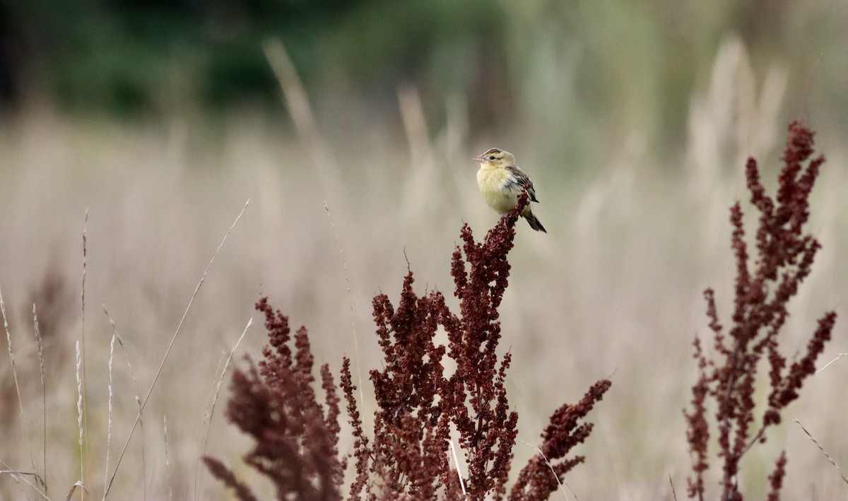 Bobolink - ML642724852