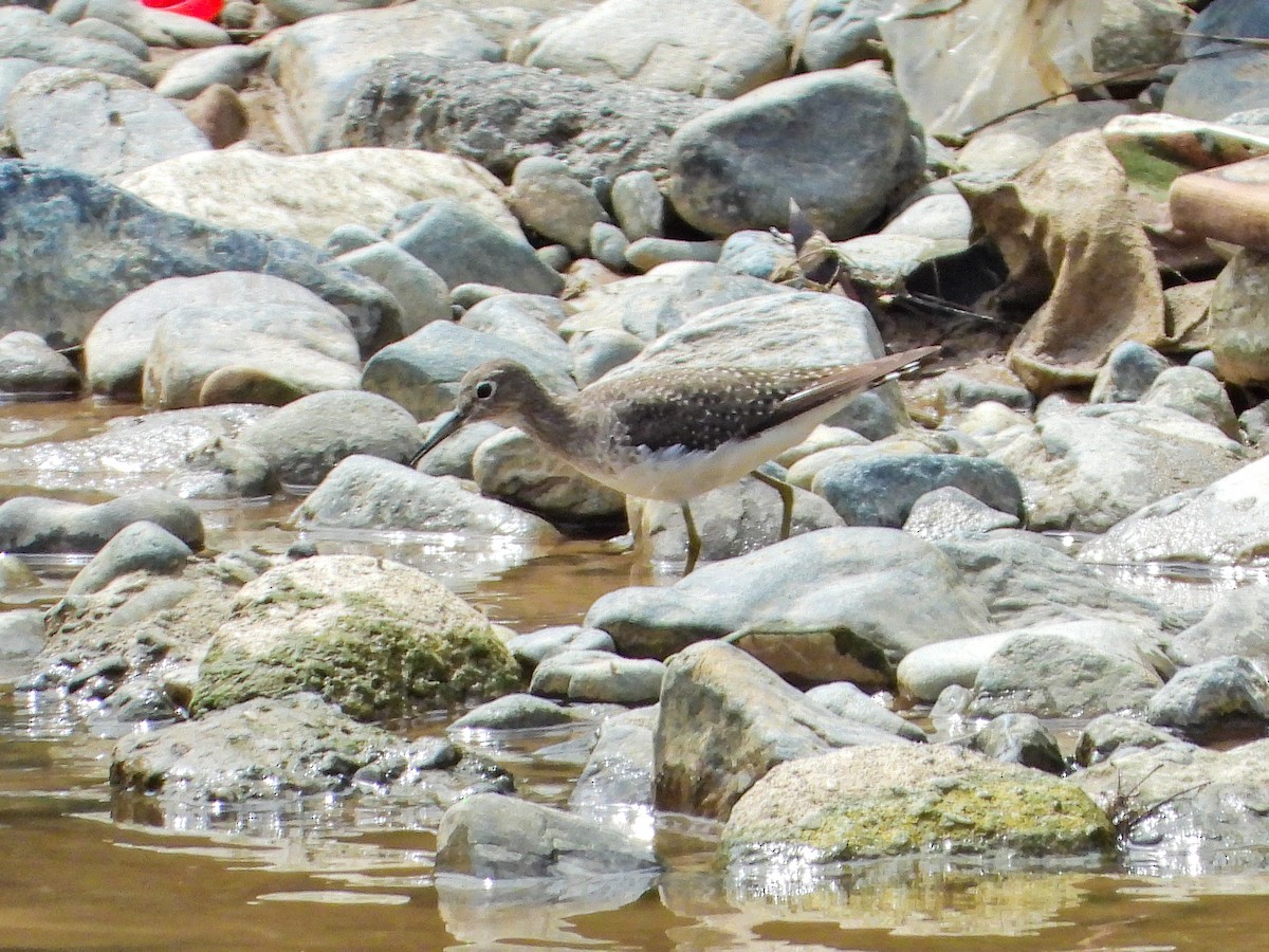 Solitary Sandpiper - ML642724853