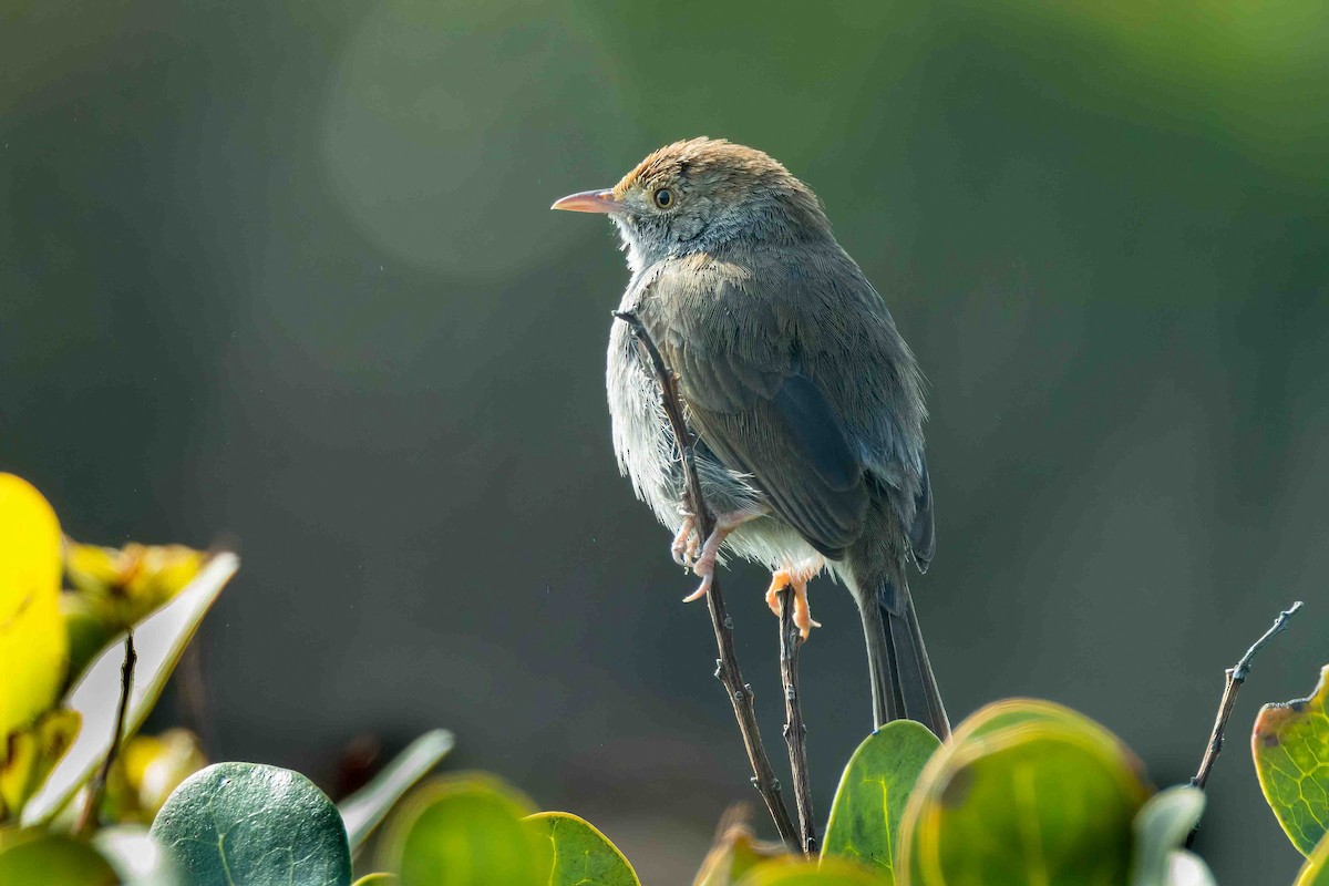 Piping Cisticola - ML642724860