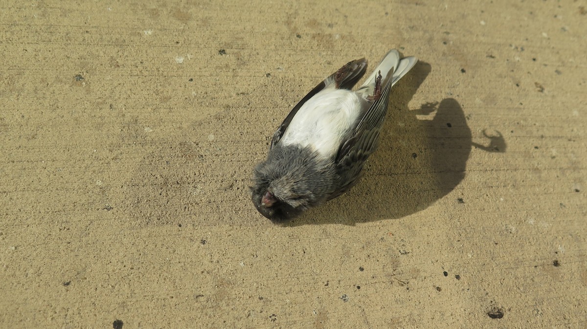 Dark-eyed Junco - ML642724868
