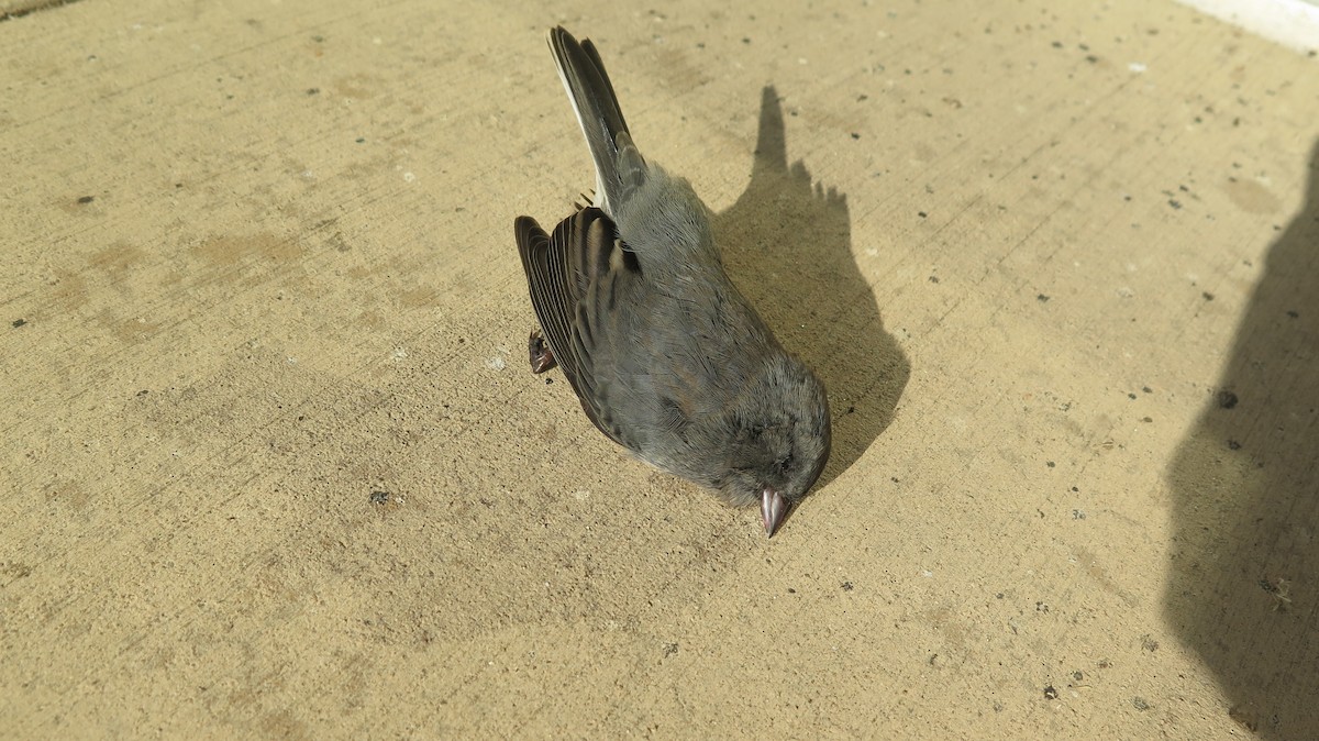 Dark-eyed Junco - ML642724869