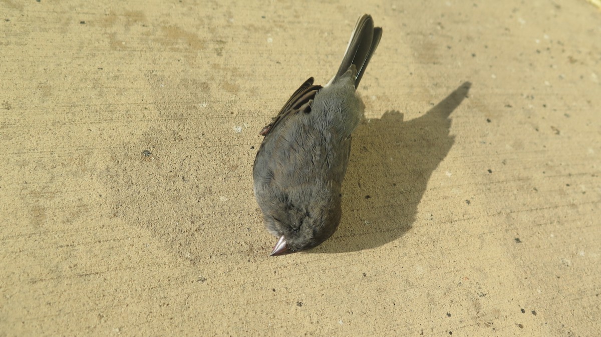 Dark-eyed Junco - ML642724871