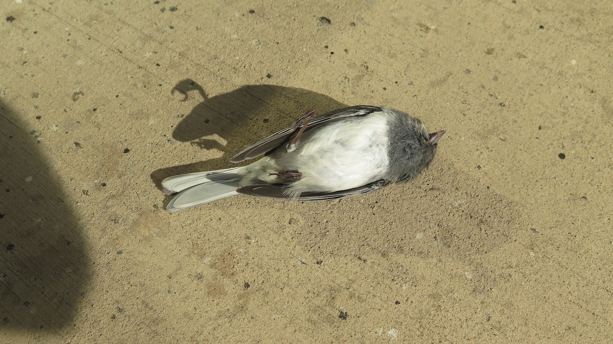 Dark-eyed Junco - ML642724872