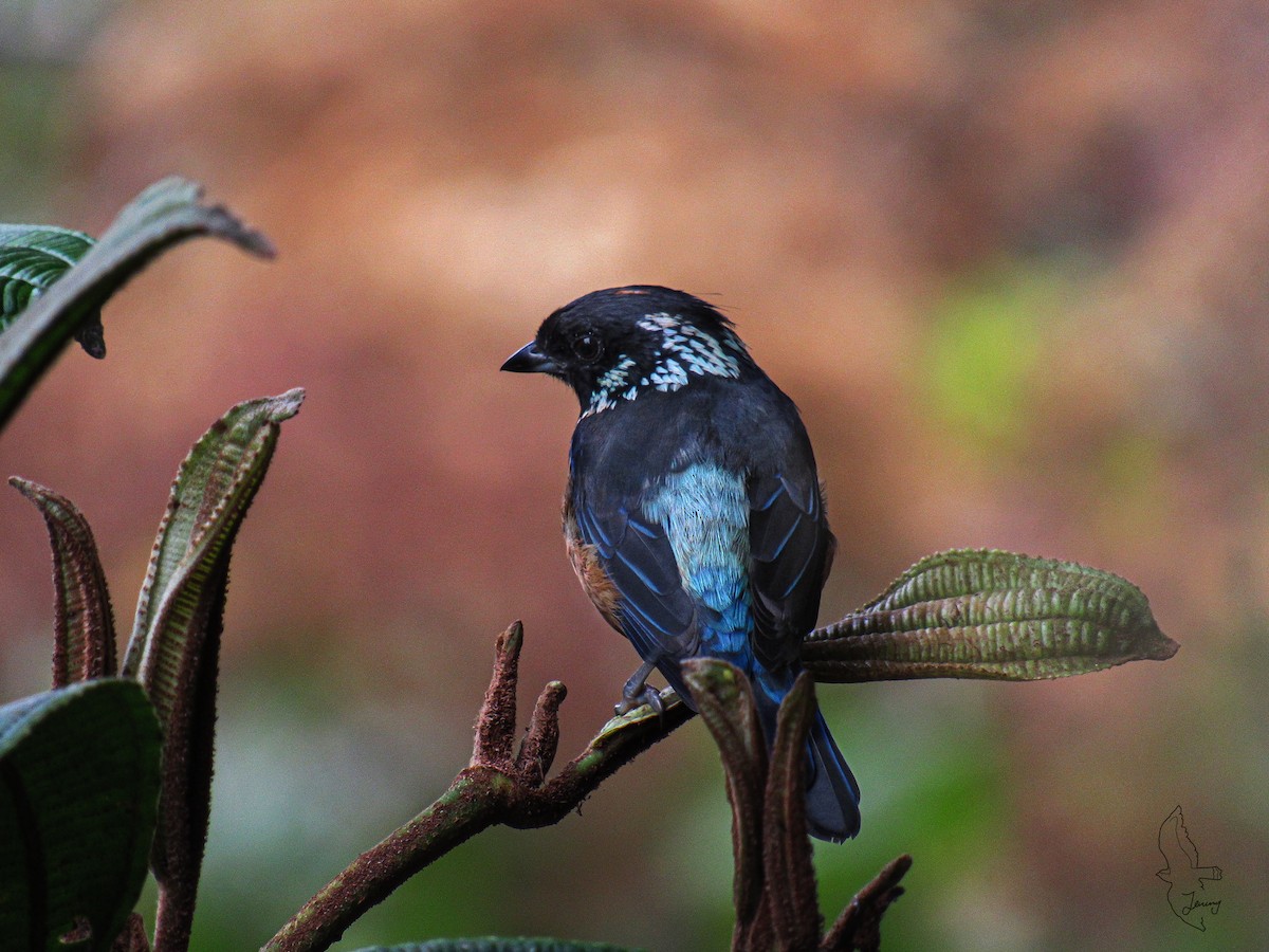 Spangle-cheeked Tanager - ML642724875