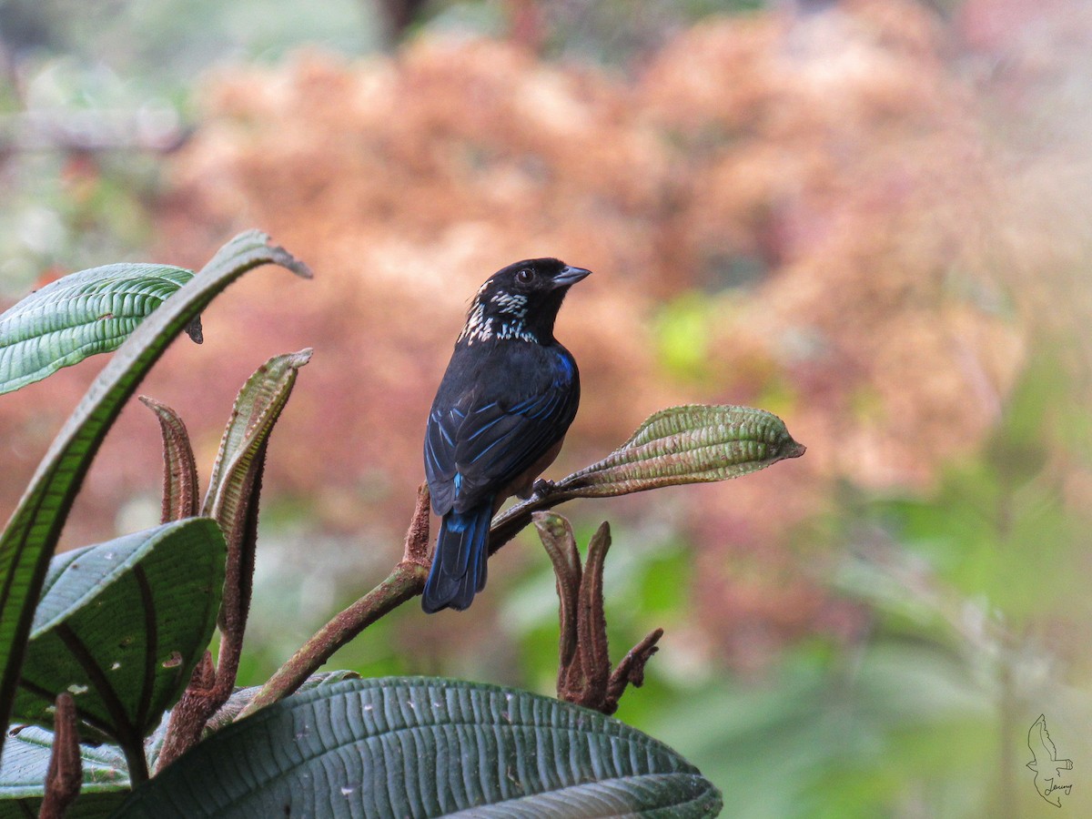 Spangle-cheeked Tanager - ML642724881