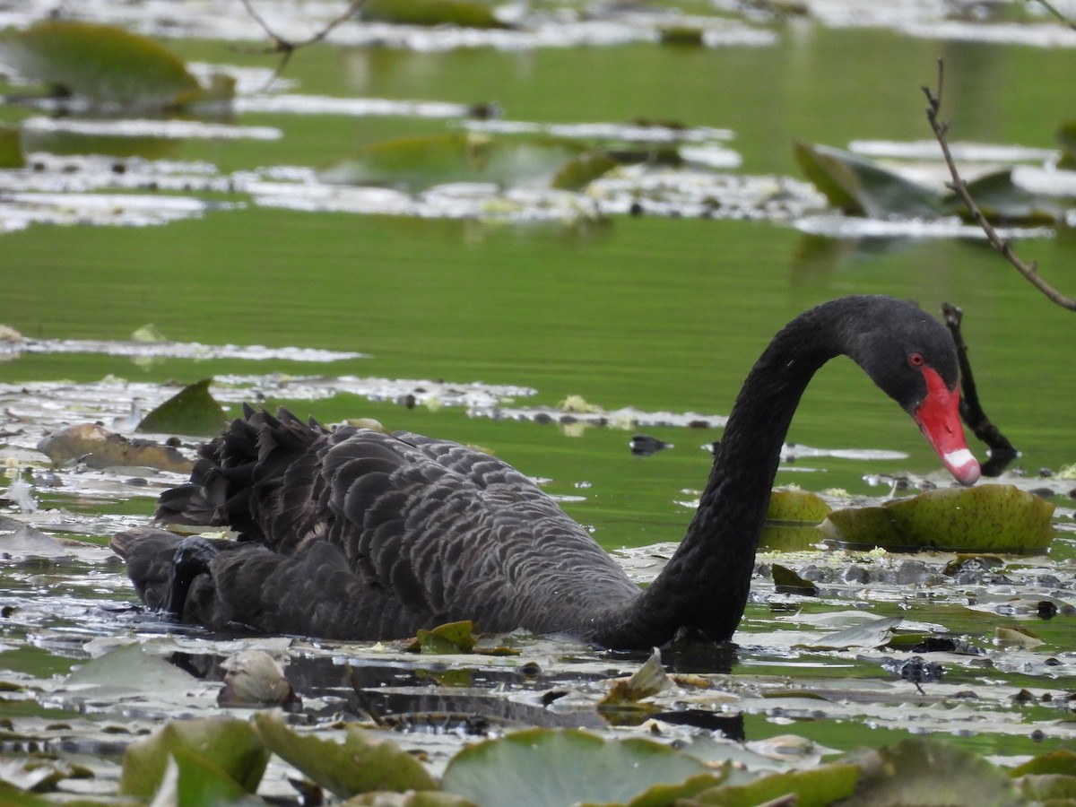 Black Swan - ML642724883