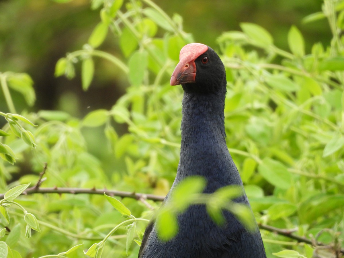 Australasian Swamphen - ML642724895