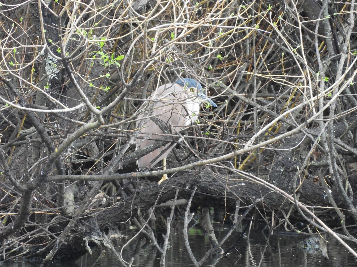 Nankeen Night Heron - ML642724898
