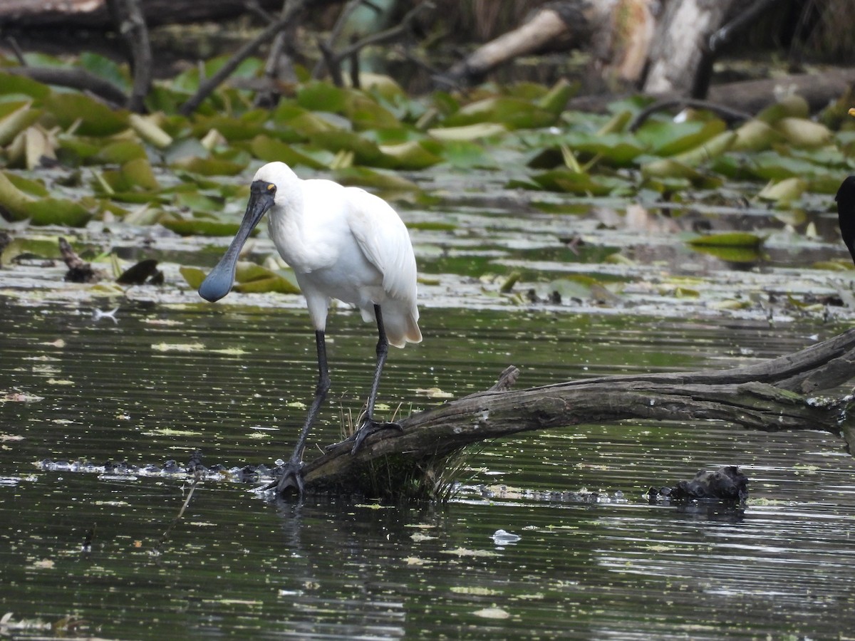 Royal Spoonbill - ML642724903