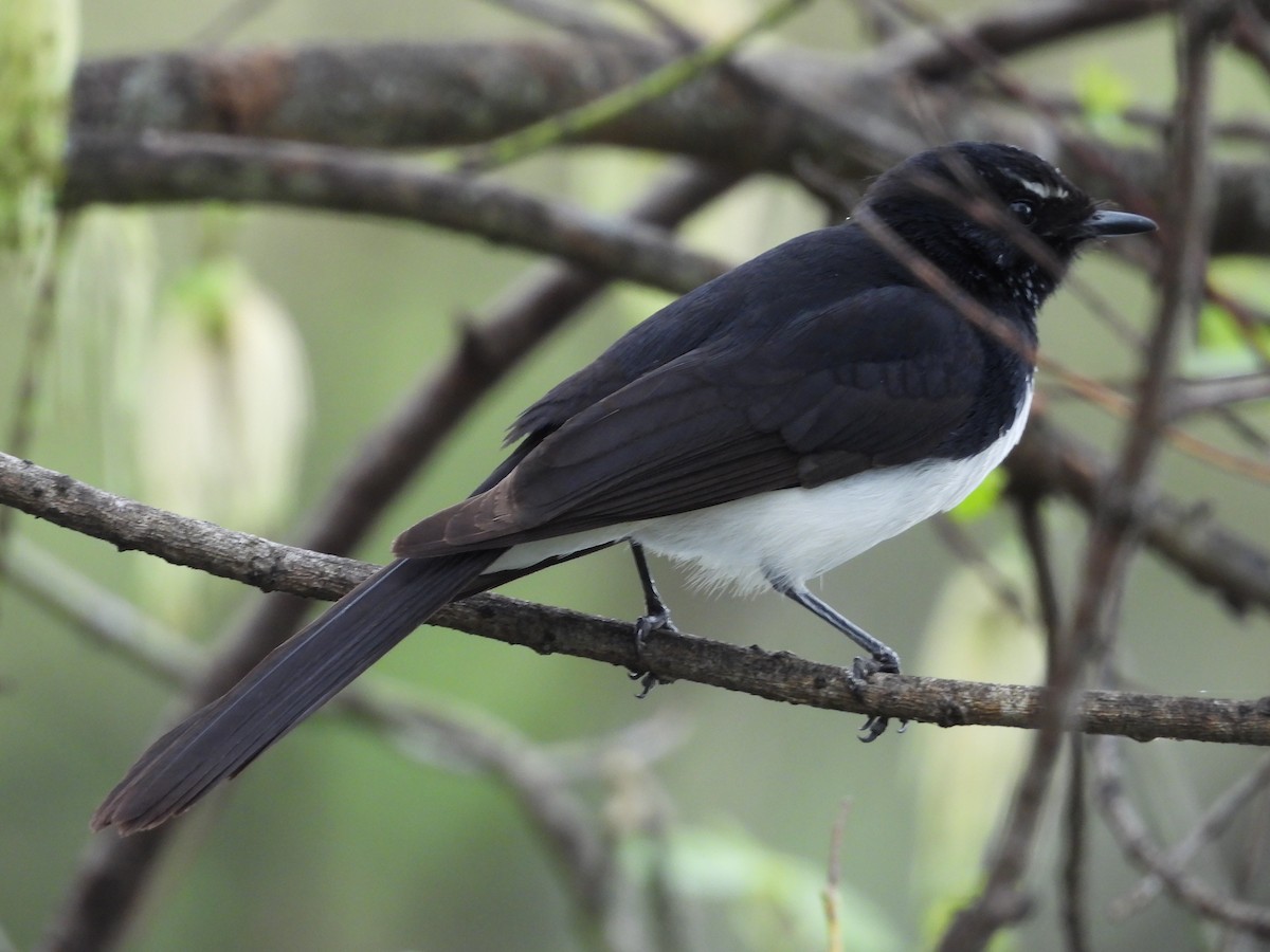 Willie-wagtail - ML642724912