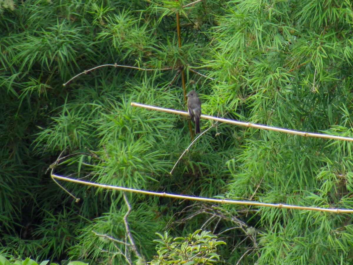 ハイイロヒタキモドキ - ML642724921