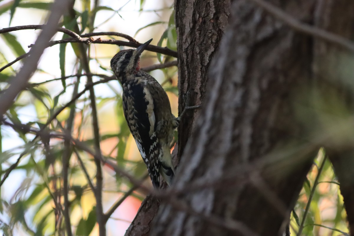 Yellow-bellied Sapsucker - ML642724954