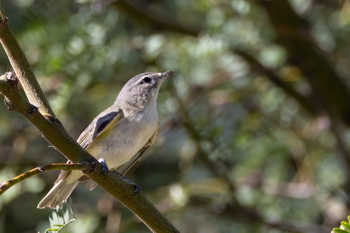 Warbling Vireo - ML642724988