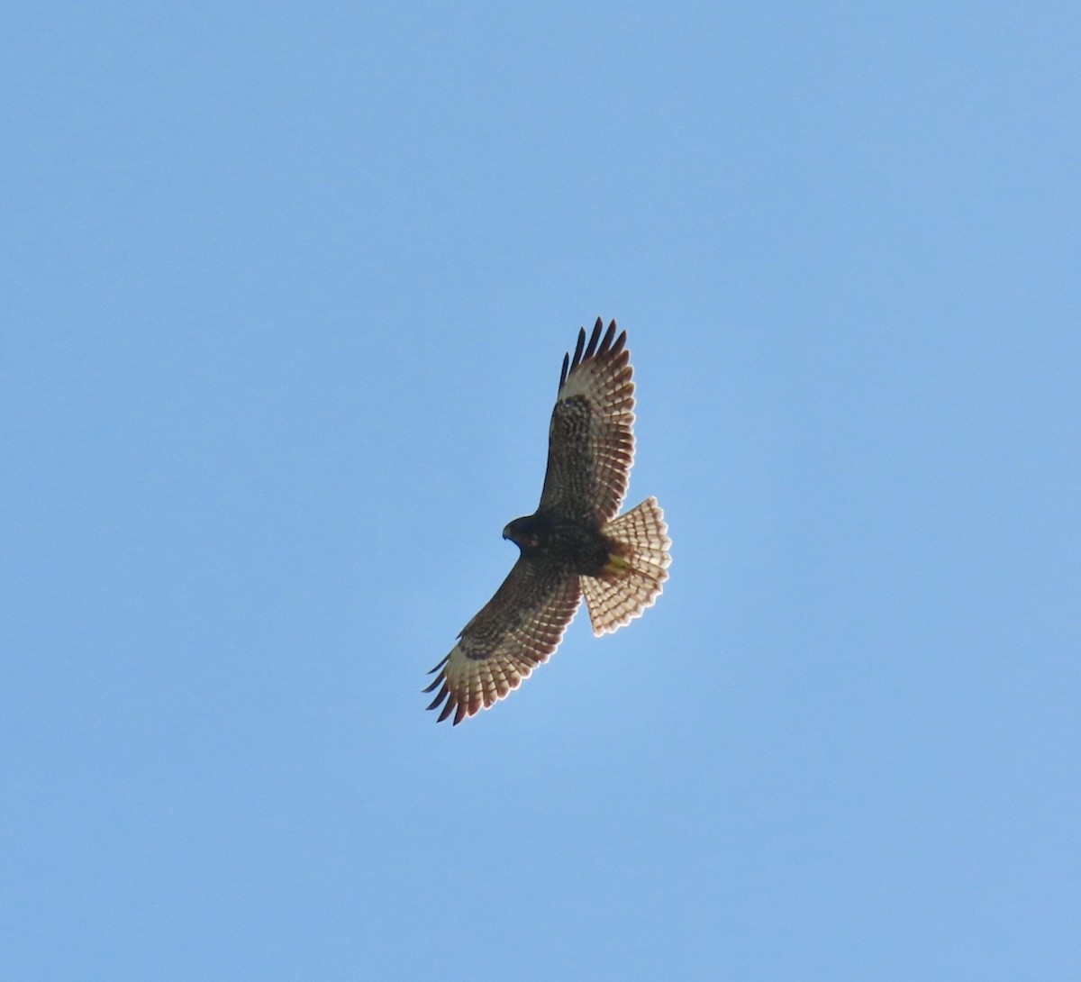 Short-tailed Hawk - ML642724989