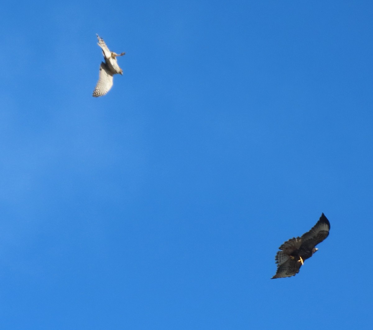 Short-tailed Hawk - ML642724990
