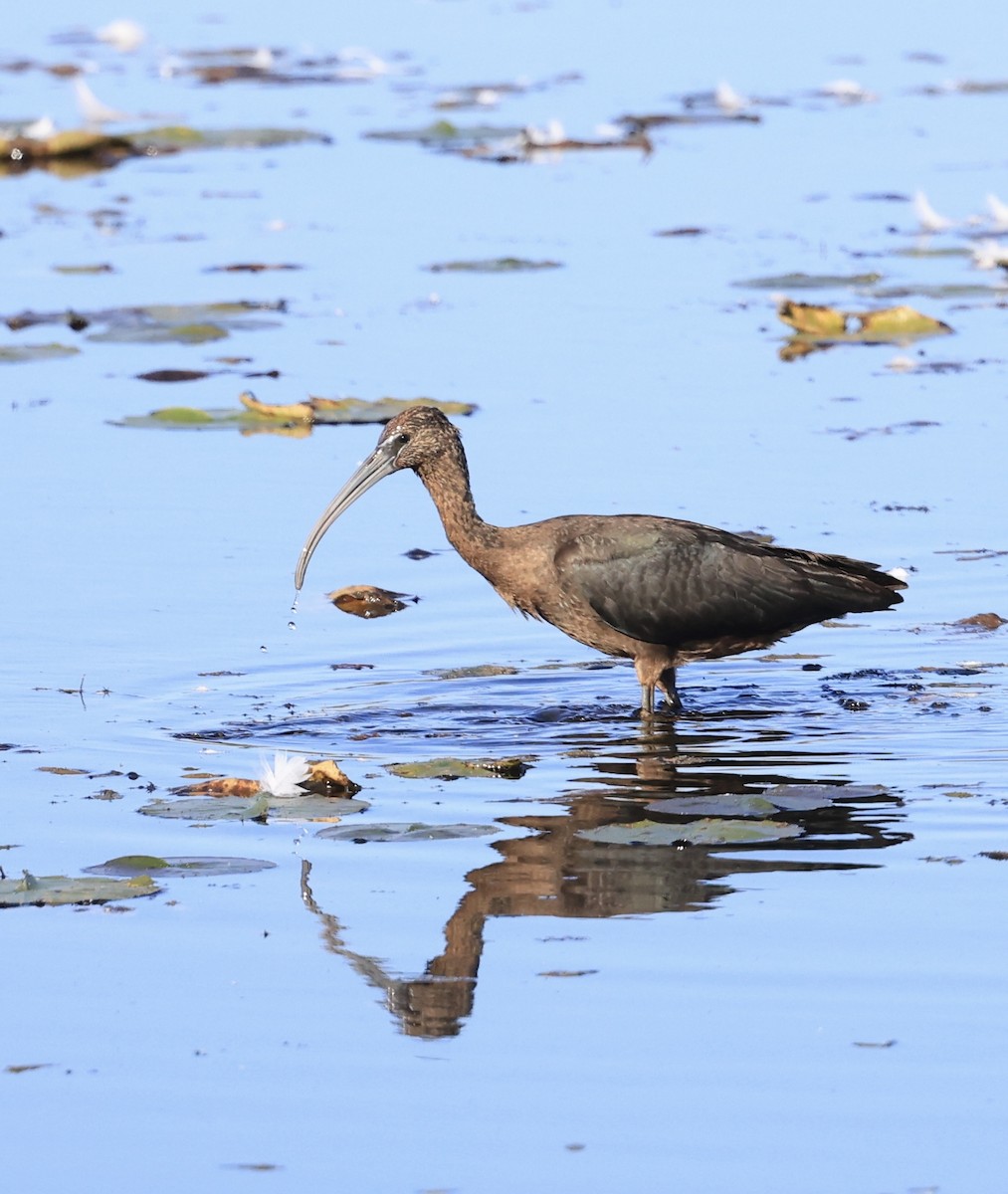 Glossy Ibis - ML642725007