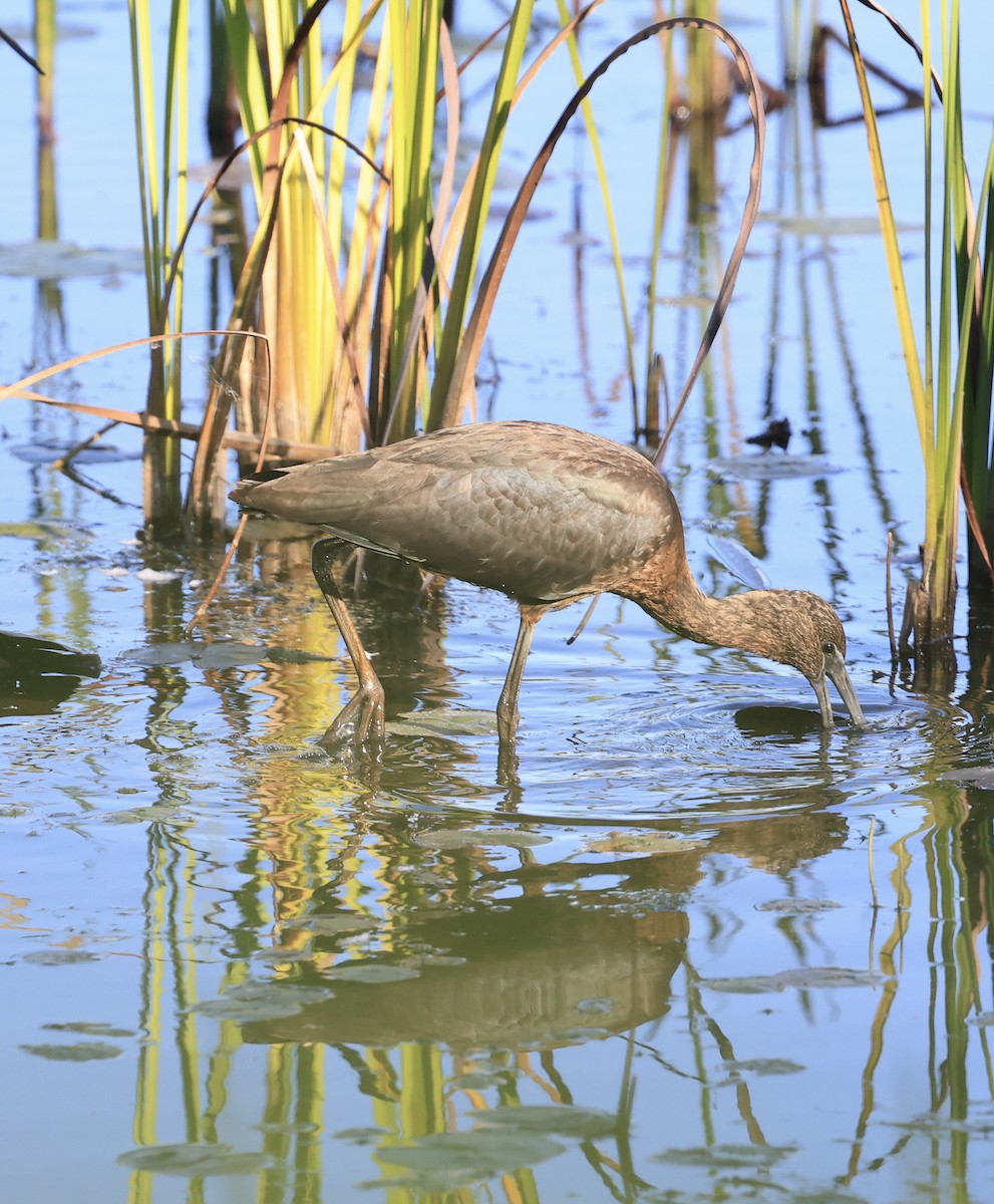 Glossy Ibis - ML642725008