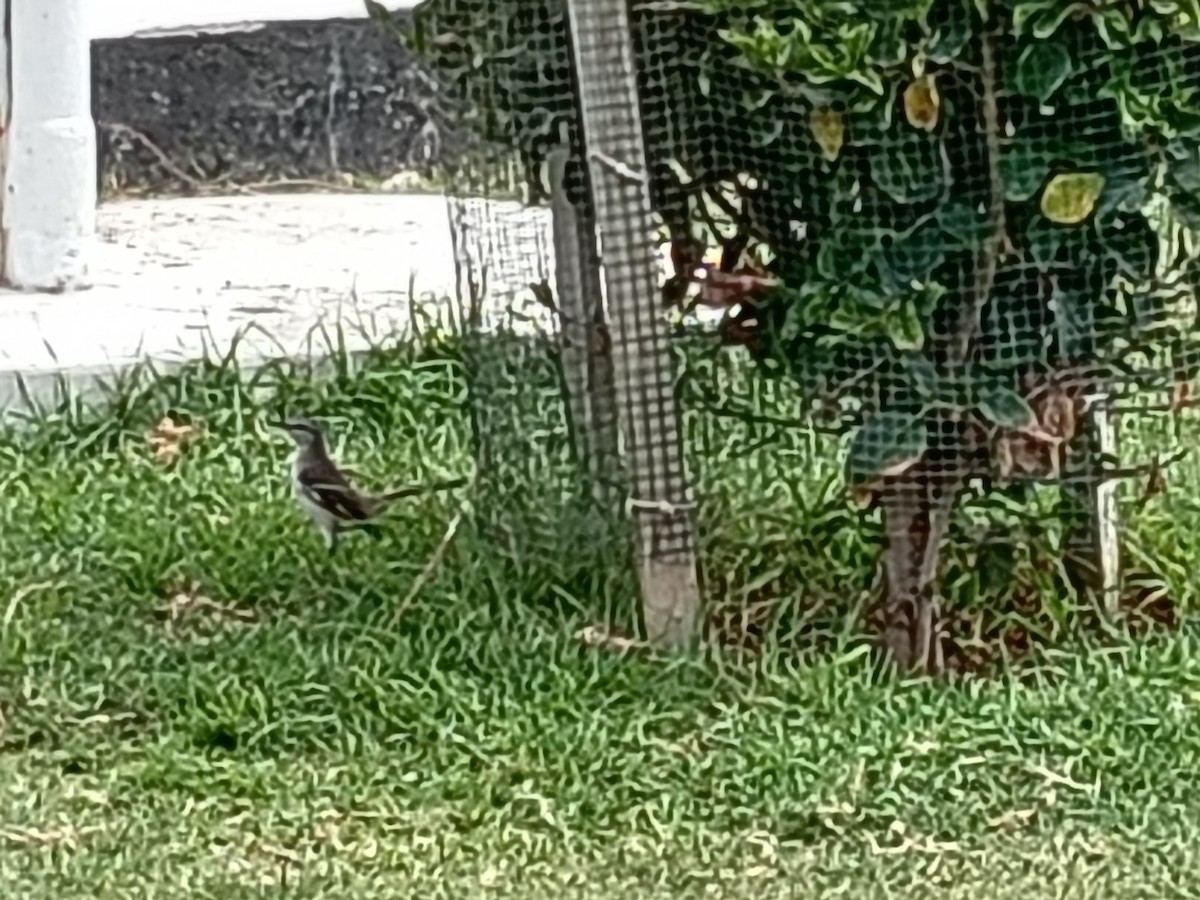 White-banded Mockingbird - ML642725009