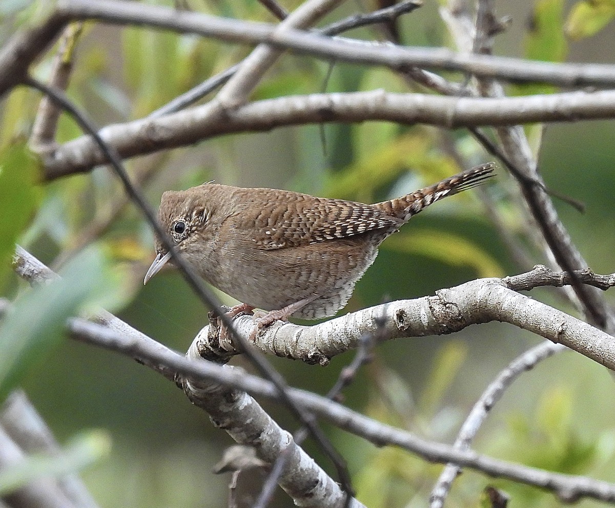 Northern House Wren - ML642725013