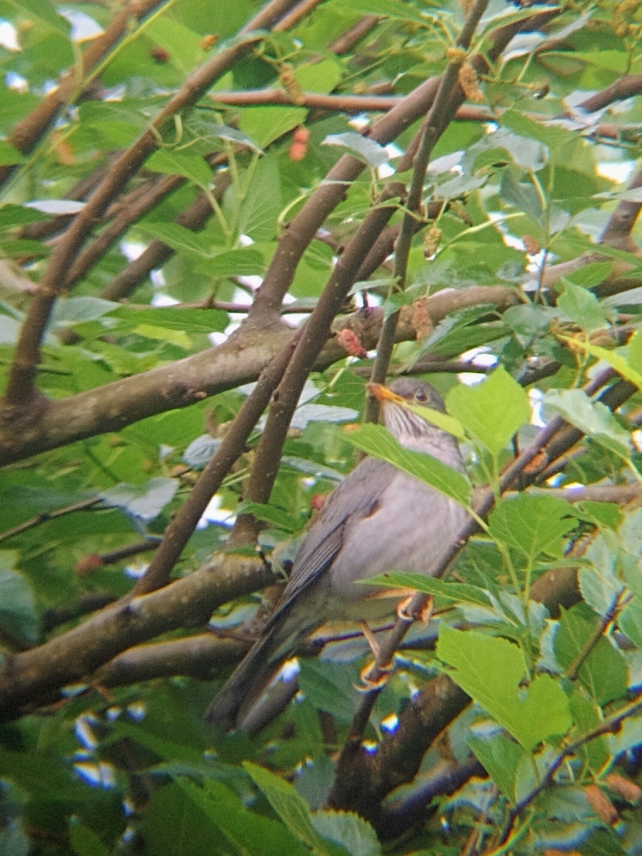 Blacksmith Thrush - ML642725019
