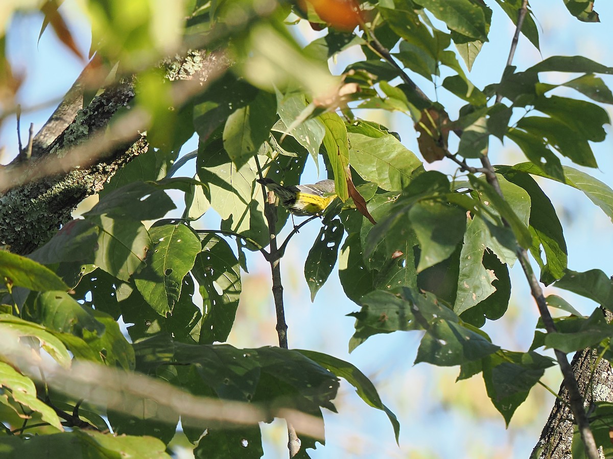 Magnolia Warbler - ML642725024