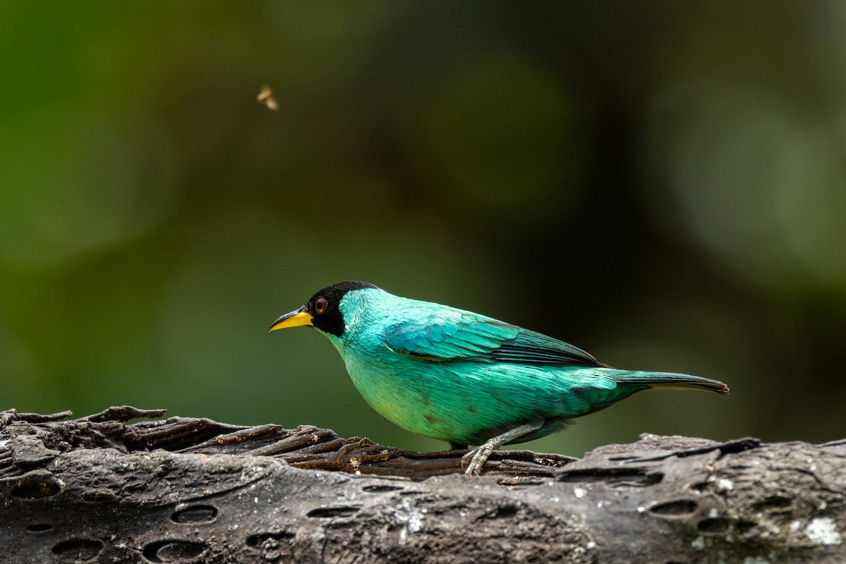 Green Honeycreeper - ML642725026