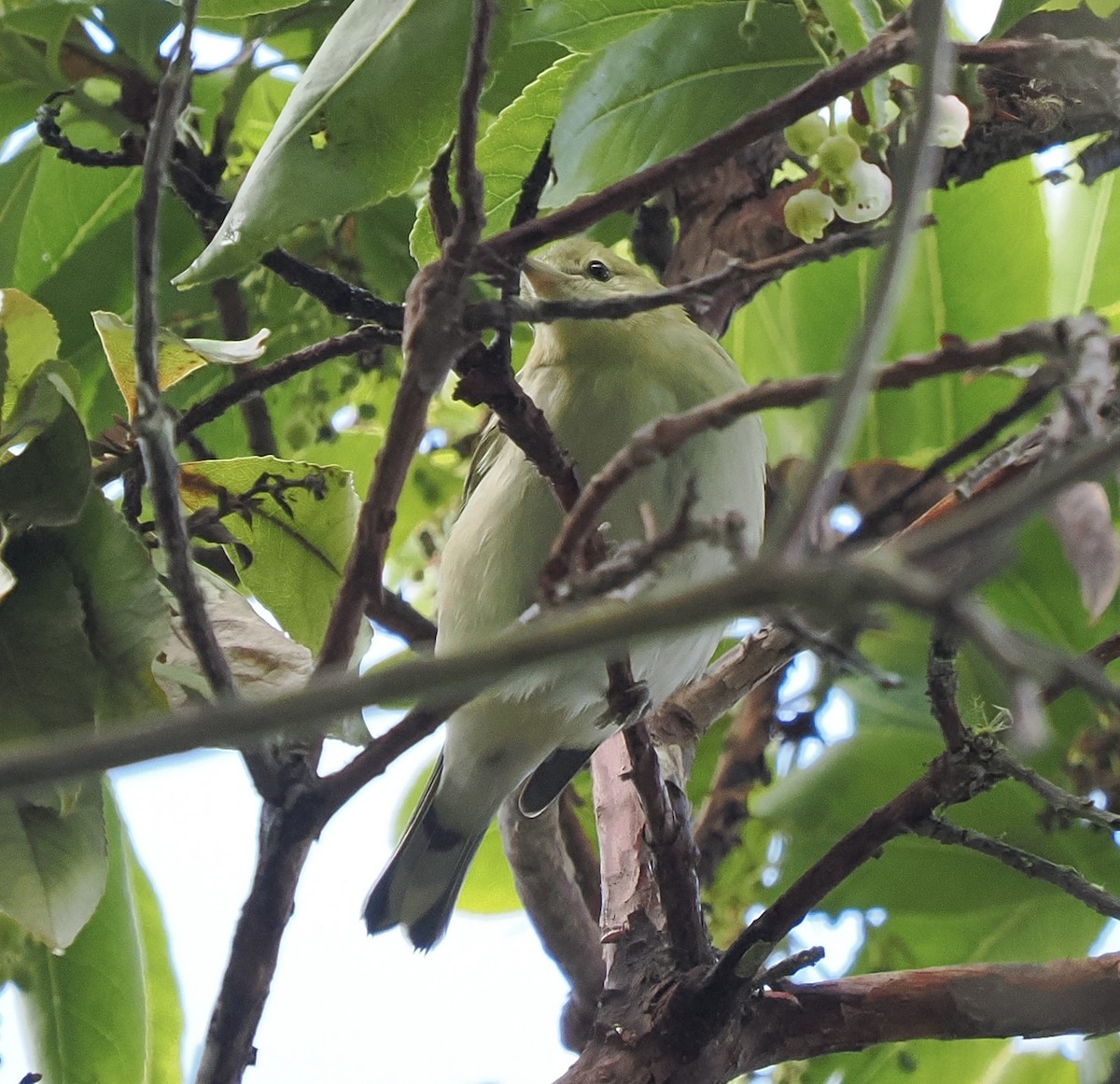 Bay-breasted Warbler - ML642725027