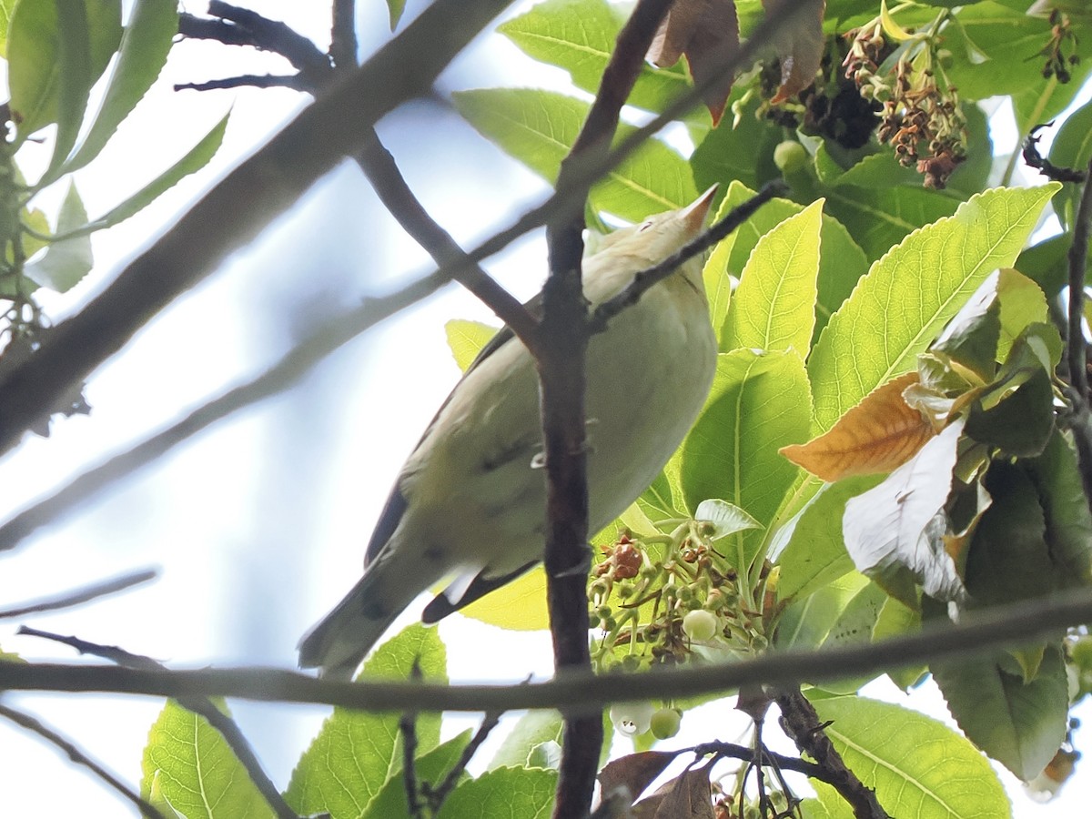 Bay-breasted Warbler - ML642725028