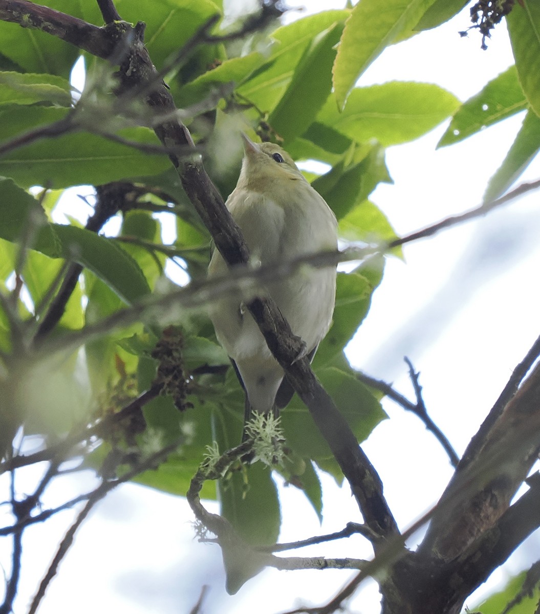 Bay-breasted Warbler - ML642725029