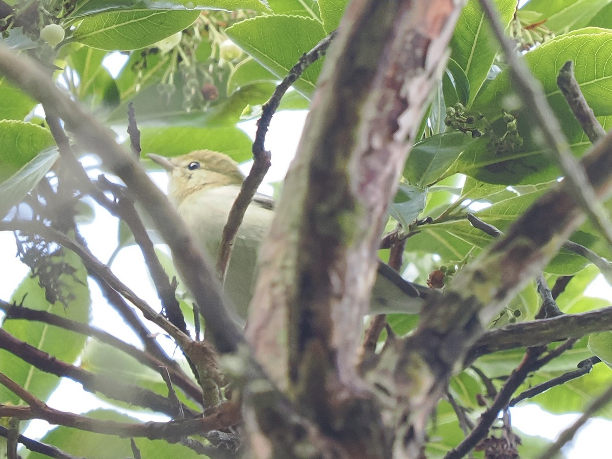 Bay-breasted Warbler - ML642725030