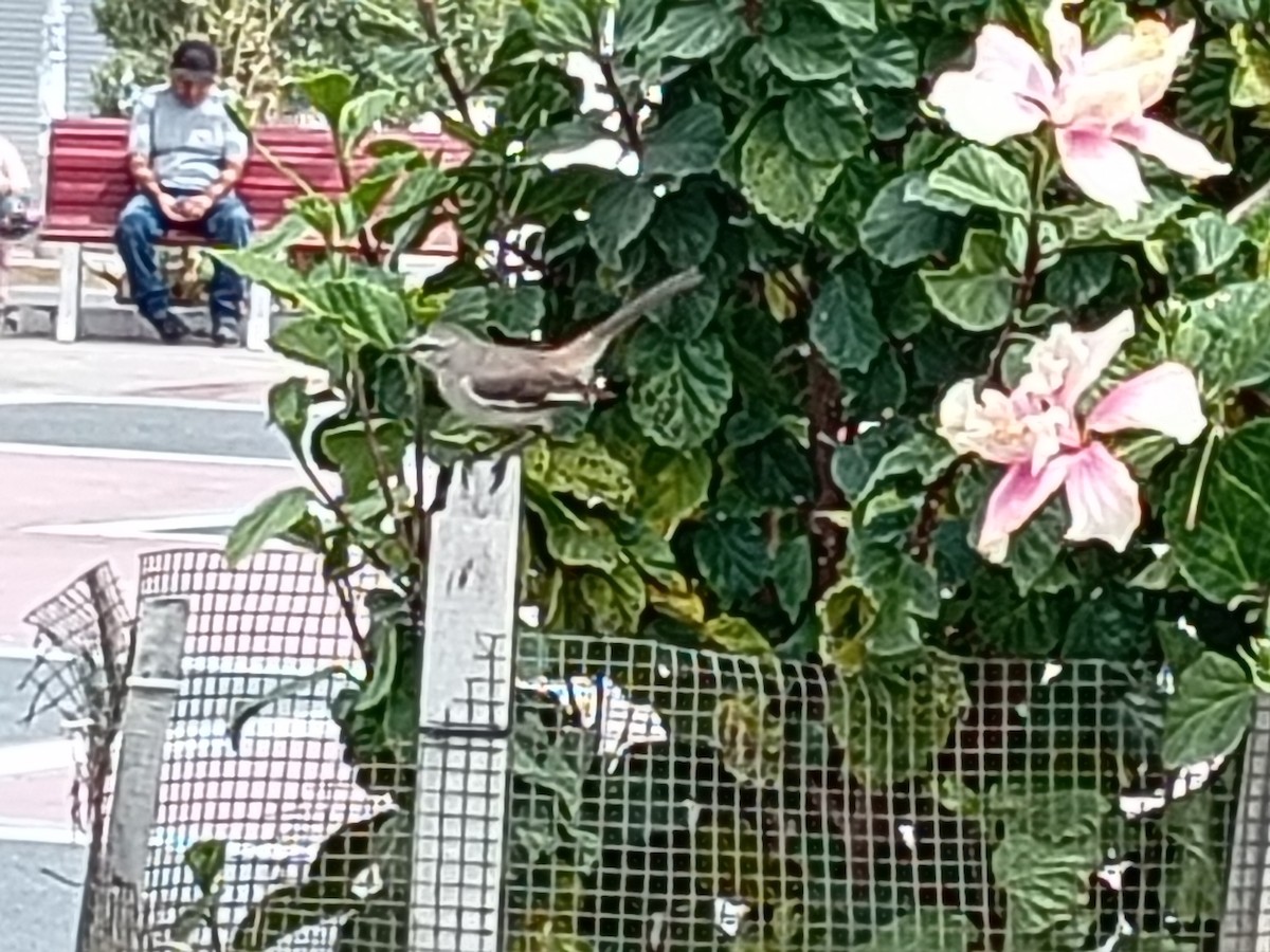 White-banded Mockingbird - ML642725034