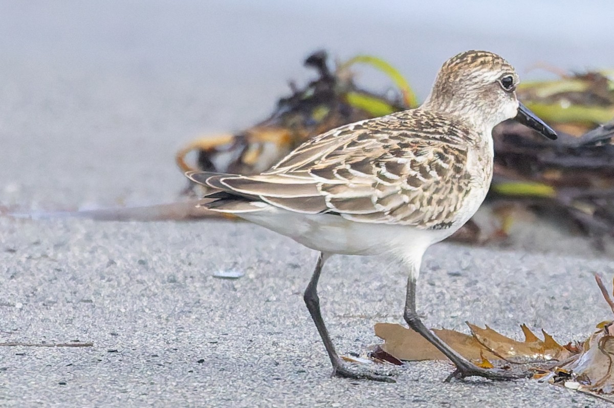 Semipalmated Sandpiper - ML642725035