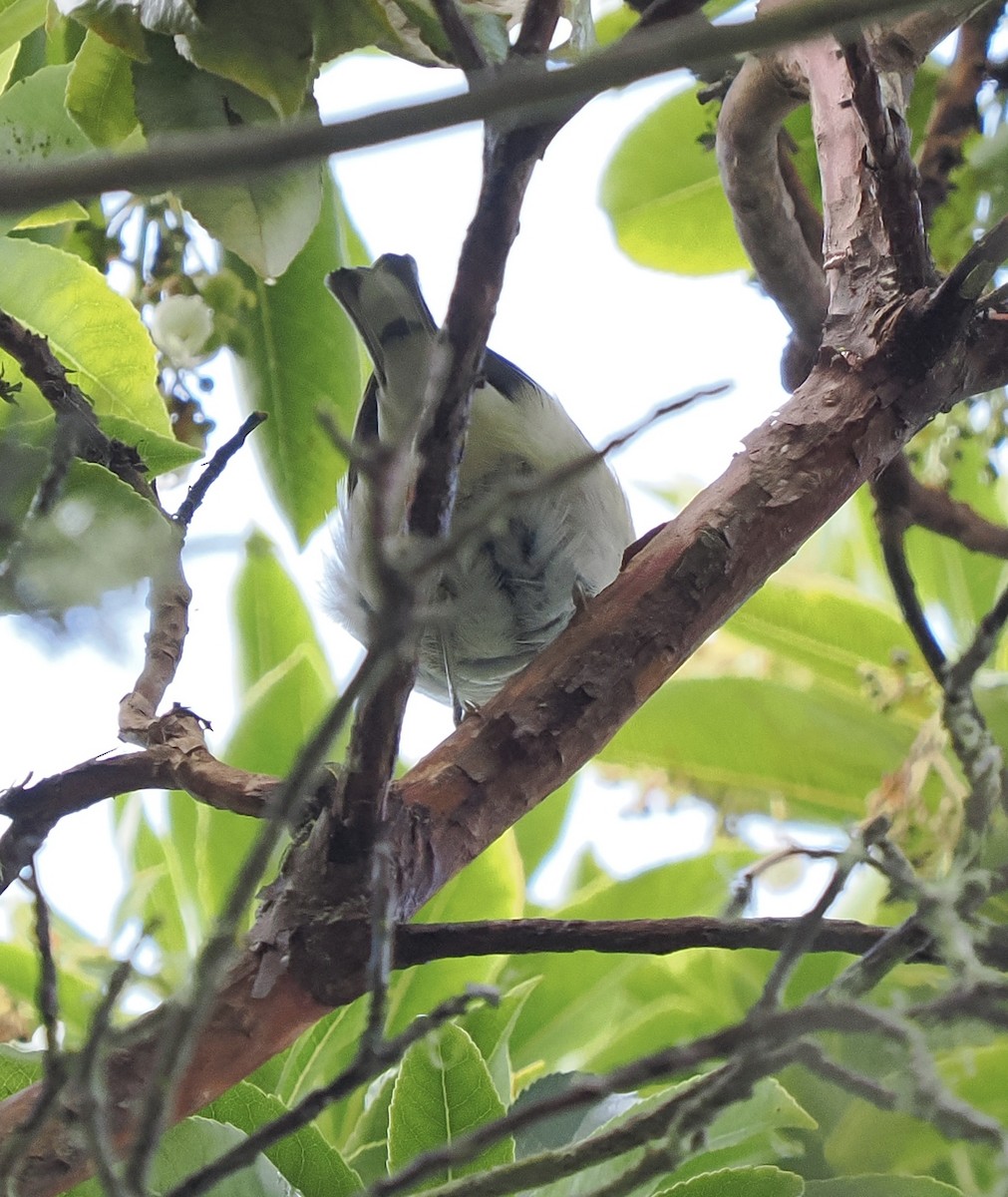 Bay-breasted Warbler - ML642725049