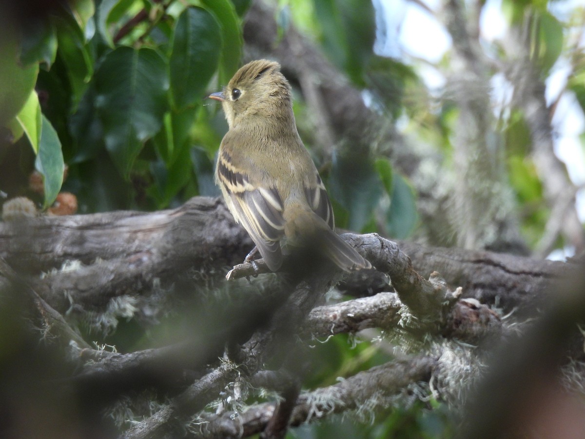 Western Flycatcher (Pacific-slope) - ML642725068