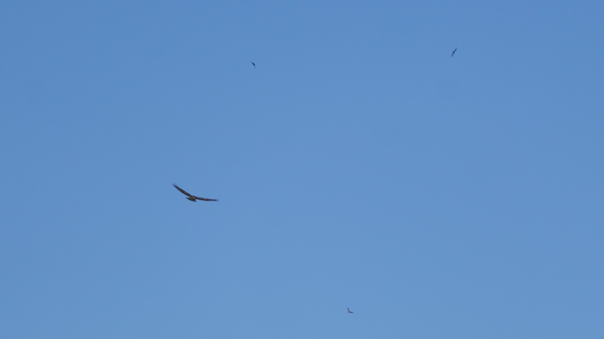 Bald Eagle - ML642725077