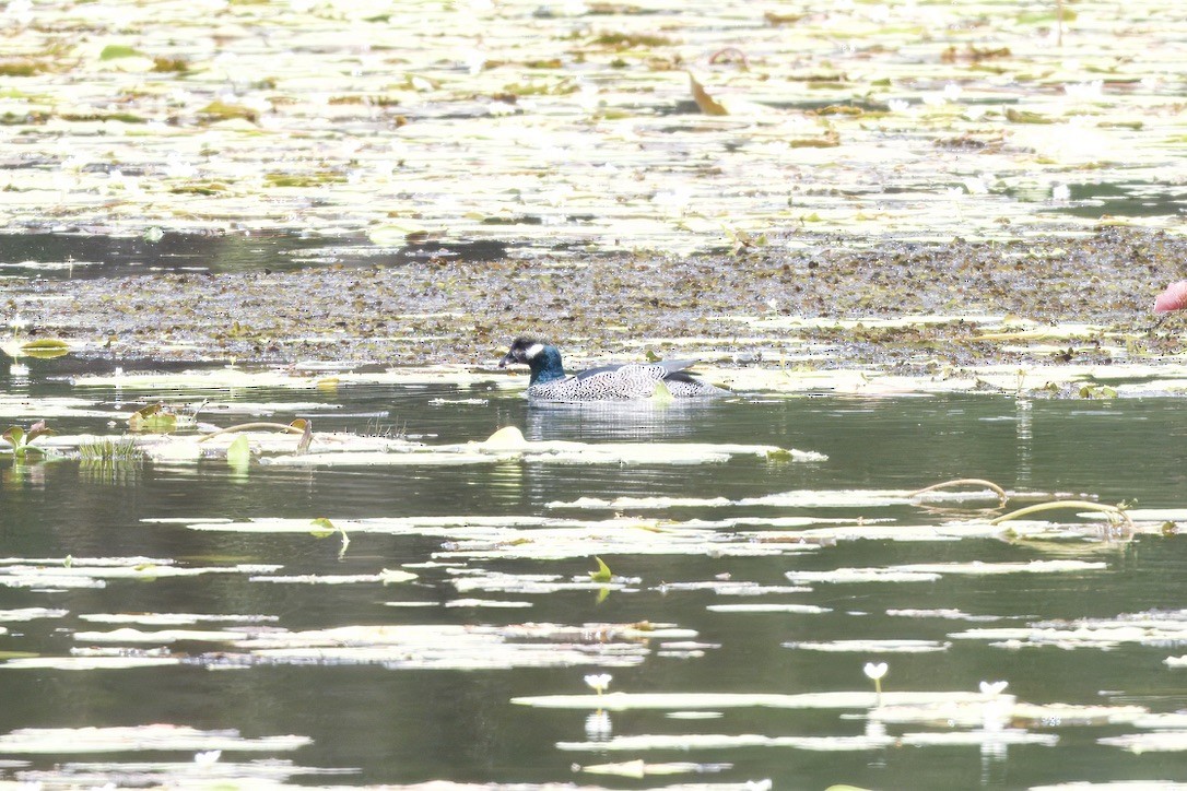 Green Pygmy-Goose - ML642725079