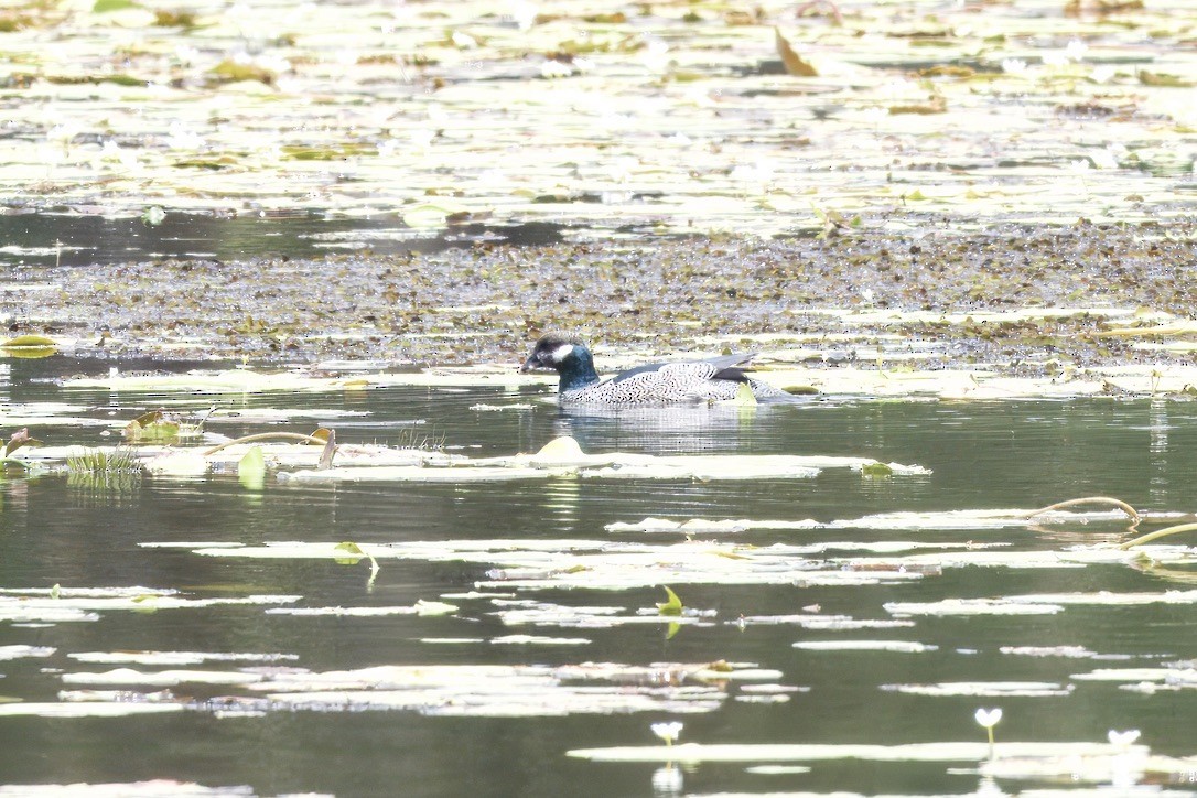 Green Pygmy-Goose - ML642725081