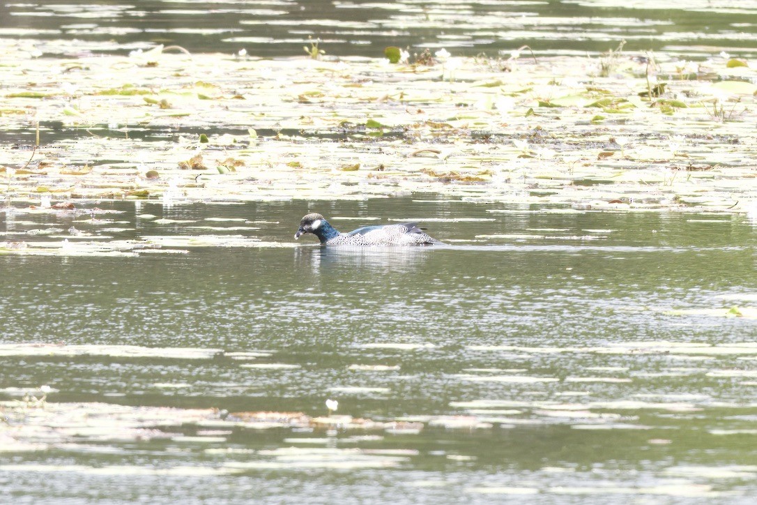 Green Pygmy-Goose - ML642725085