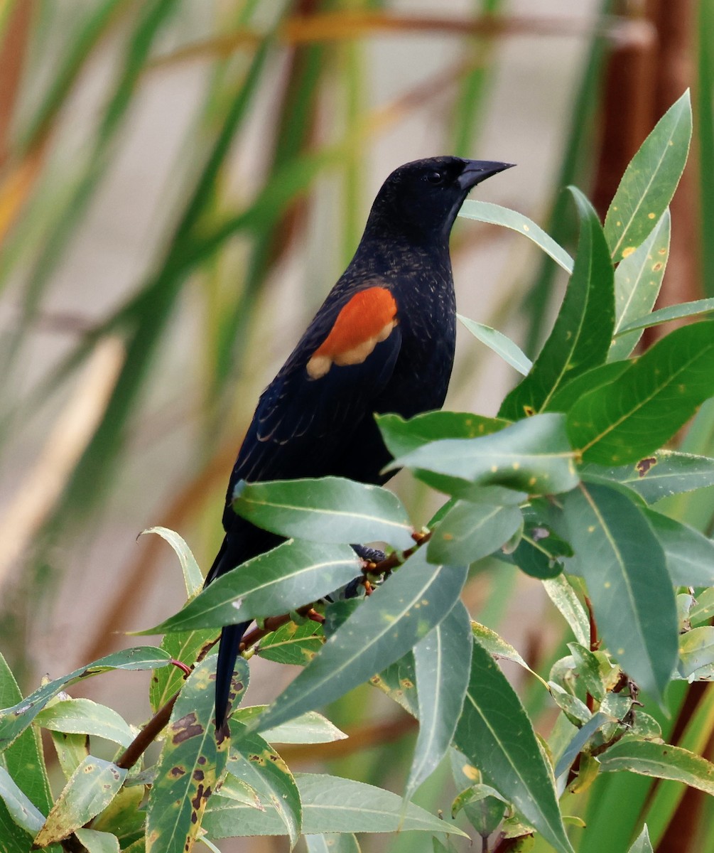 Red-winged Blackbird (Red-winged) - ML642725092