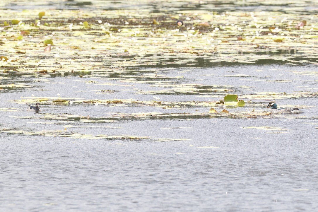Green Pygmy-Goose - ML642725093