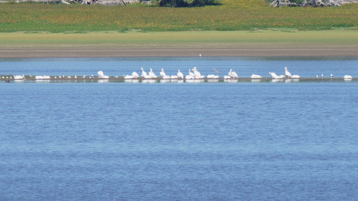 American White Pelican - ML642725094