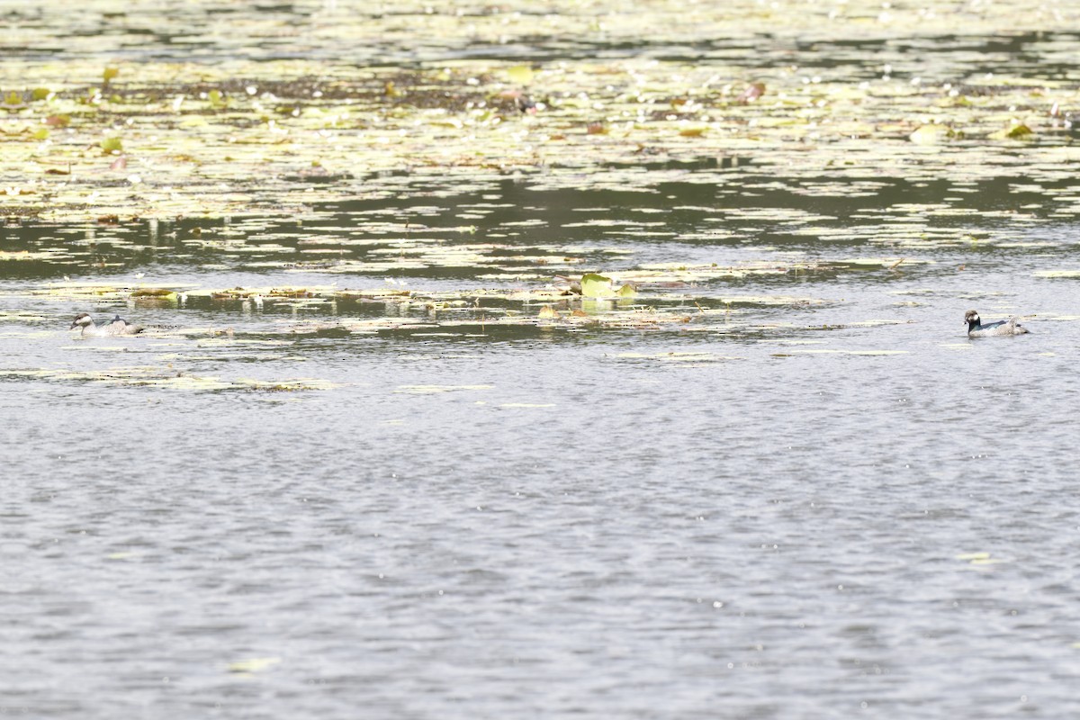 Green Pygmy-Goose - ML642725096
