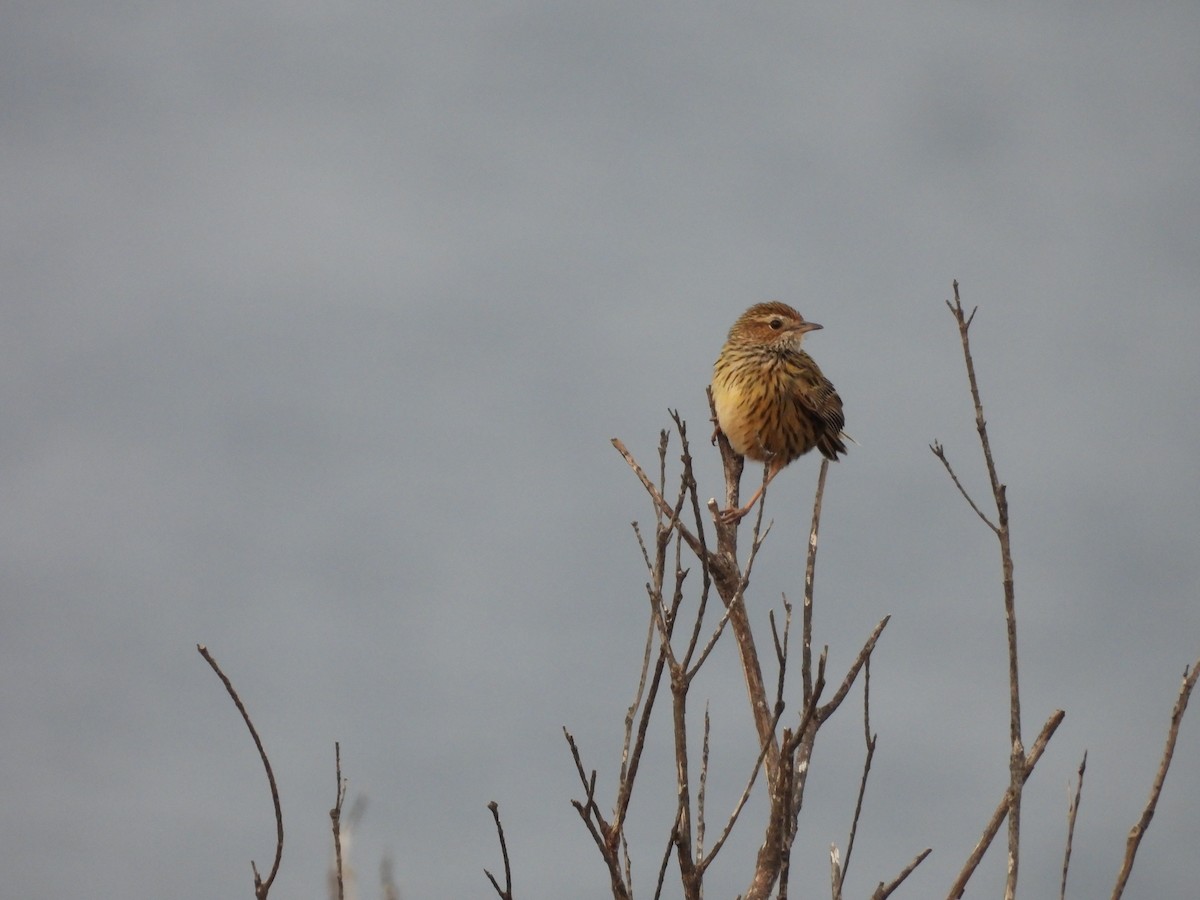 Striated Fieldwren - ML642725099