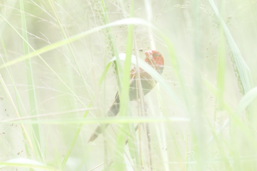 Crimson Finch - ML642725100