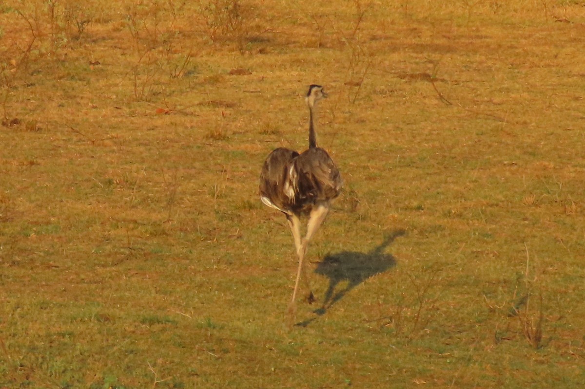 Greater Rhea - ML642725101