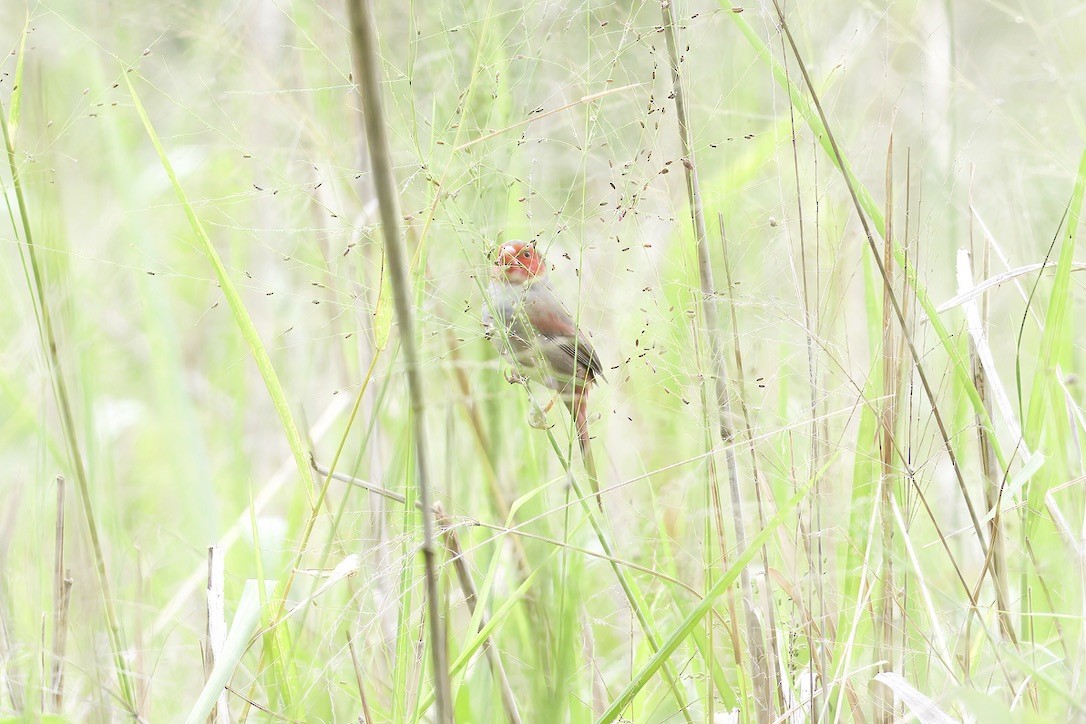 Crimson Finch - ML642725104