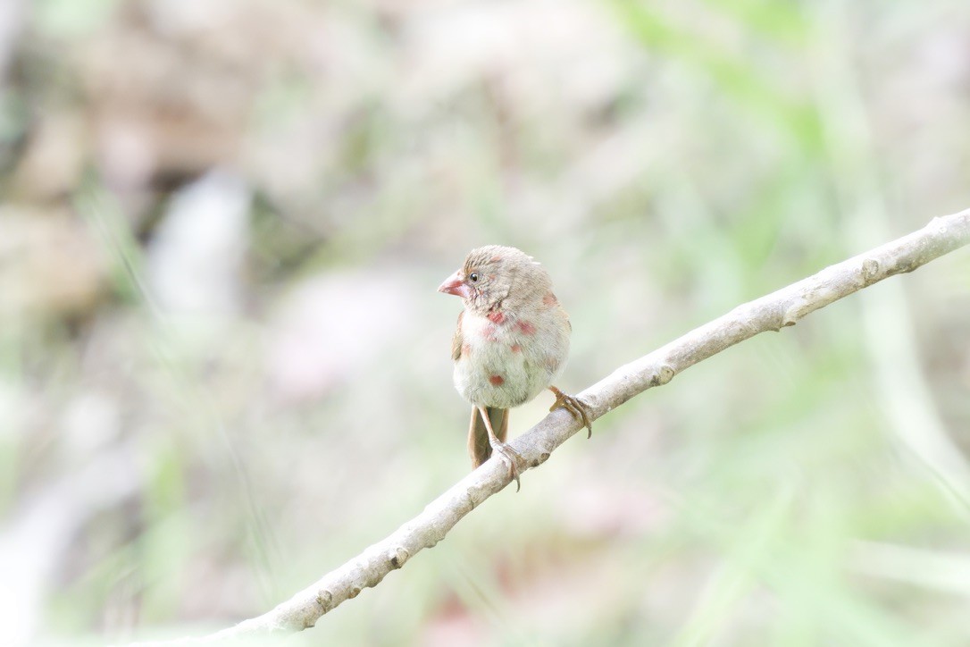 Crimson Finch - ML642725108